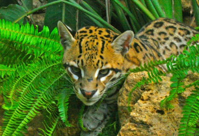 ocelote zoo castellar